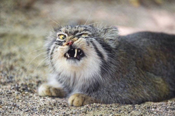 Reply to the post Your face when you found out that all peekaboo wants to pet you) - Quokka, Milota, Astonishment, 501, Pallas' cat, Reply to post, Pet the cat, Small cats, Cat family