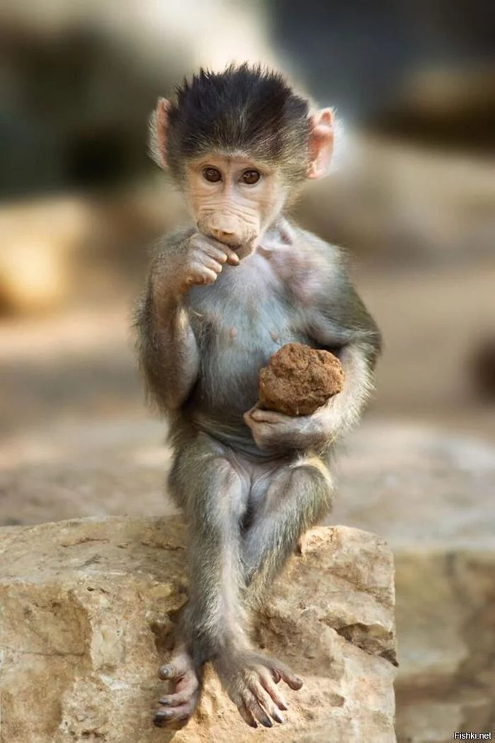 Jamshed04 - My, Alive, Animals, Young, Monkey