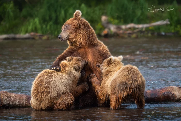 Медвежья мадонна... - Моё, Красота природы, Дикие животные, Фотография, Лето, Утро, Природа России, Медведи, Медвежата, Камчатка