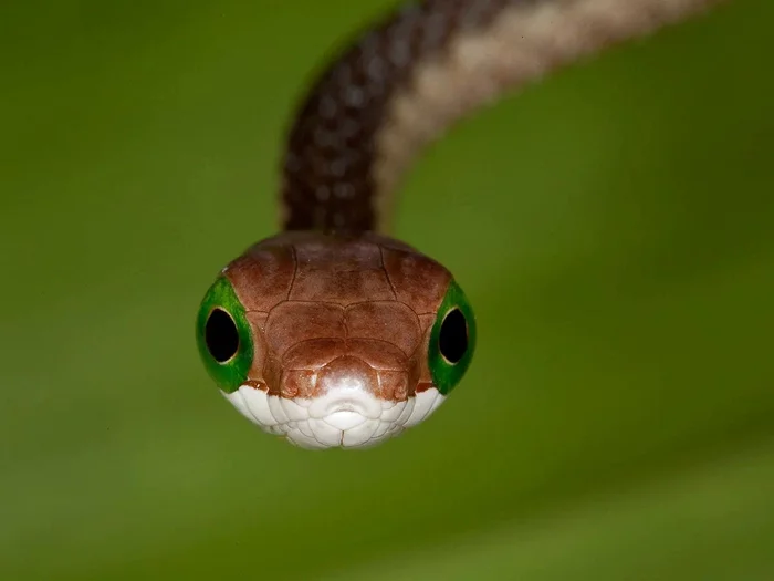 Boomslang: A beauty with incredible eyes. But meeting her is “Russian roulette”. Dry and wet bite tactics - Snake, Reptiles, Animal book, Yandex Zen, Longpost, Boomslang