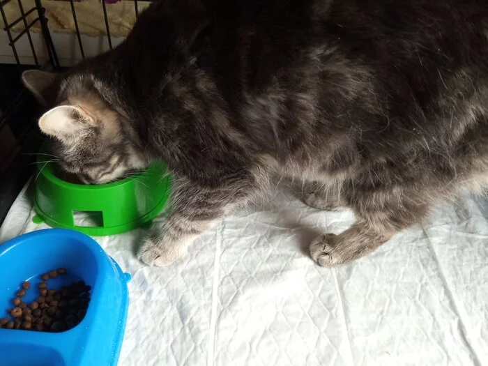 Continuation of the post “I continue to treat the domestic cat Musya, which was attacked by the owner's dog. We're going for a CT scan with contrast - My, cat, Injury, Animal Rescue, Veterinary, Longpost, Video, Vertical video, Reply to post