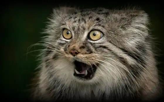 Manul - Pet the cat, Pallas' cat, Small cats, Cat family, Wild animals, Predatory animals, The photo