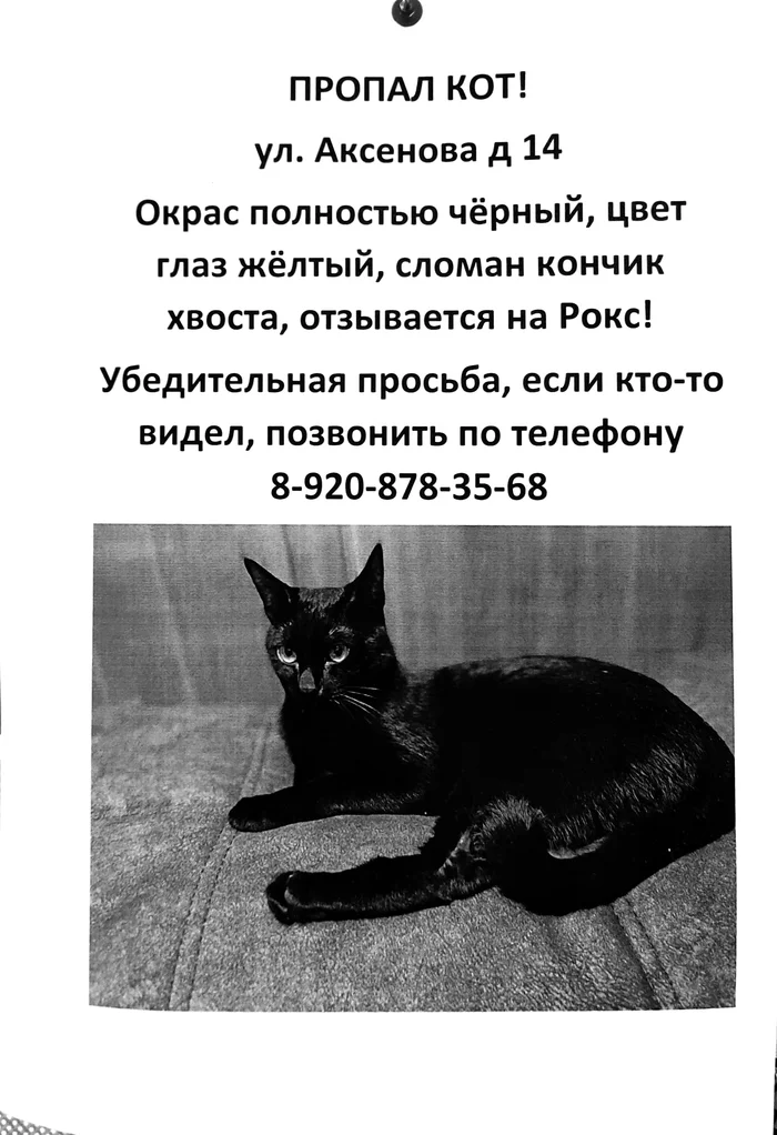 Wanted cat - No rating, cat, Lost cat, Obninsk, Longpost