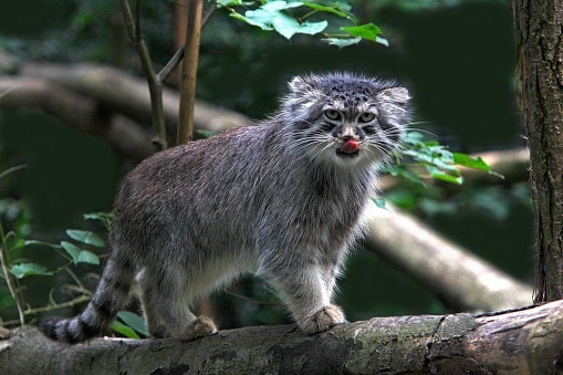 Manul - Pet the cat, Pallas' cat, Small cats, Cat family, Predatory animals, Wild animals, The photo