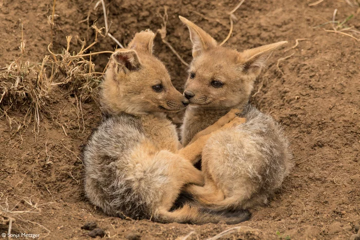 Black-backed jackal puppies - Jackal, Puppies, Canines, Predatory animals, Mammals, Animals, Wild animals, wildlife, Nature, National park, Serengeti, Africa, The photo, Young