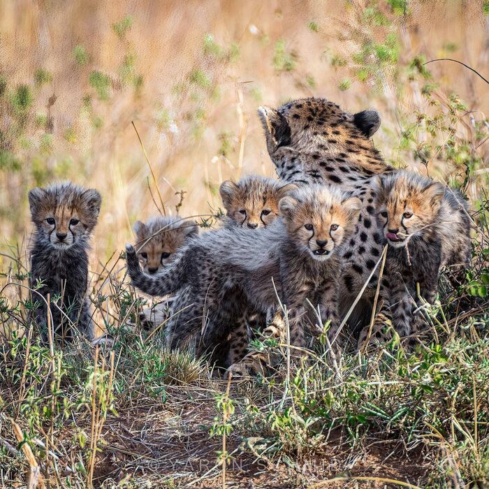 Mother of many children - Cheetah, Rare view, Small cats, Cat family, Predatory animals, Mammals, Animals, Wild animals, wildlife, Nature, Reserves and sanctuaries, Masai Mara, Africa, The photo, Young