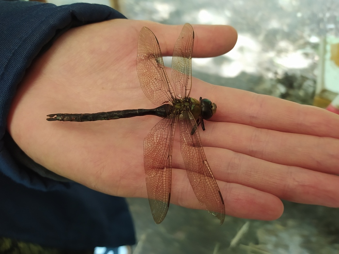 Ответ на пост «Штрихкод»