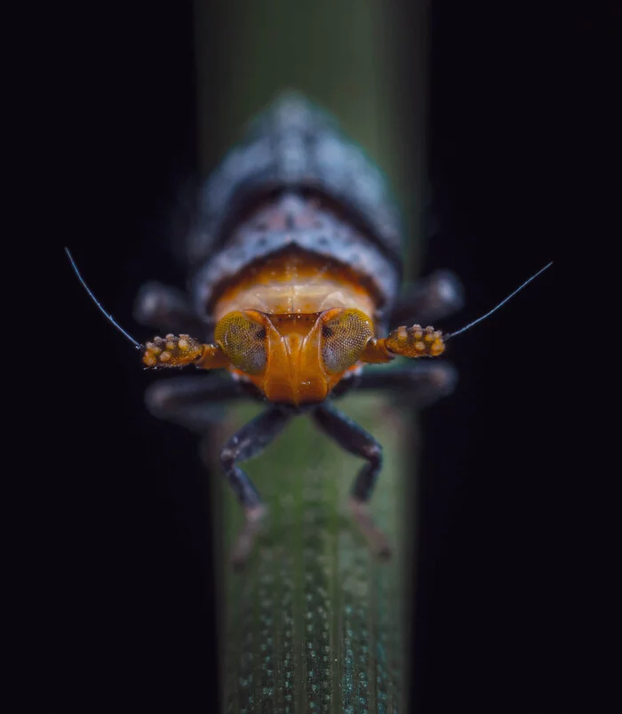 leafhopper - My, Insects, Macro photography, Mp-e 65 mm, Cicada, Cicadas