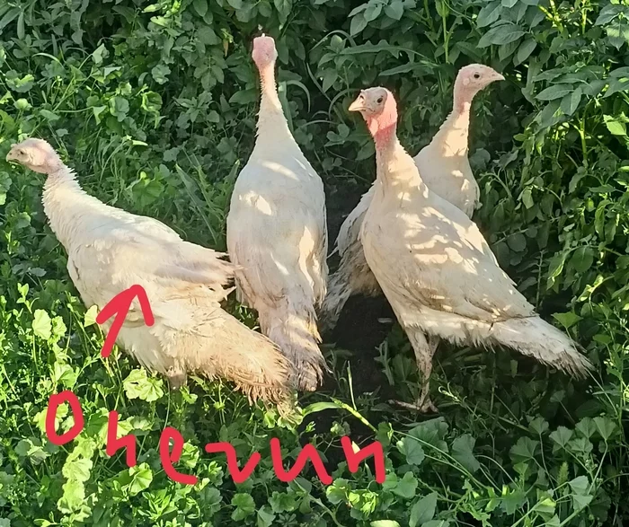 The turkey is still alive, but I'm not deceived - My, Turkey, Rural life
