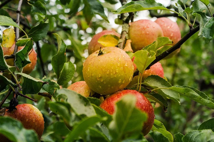 How to grow large and healthy apples: life hack from an expert - Biology, Scientists, Republic of Belarus, Apples
