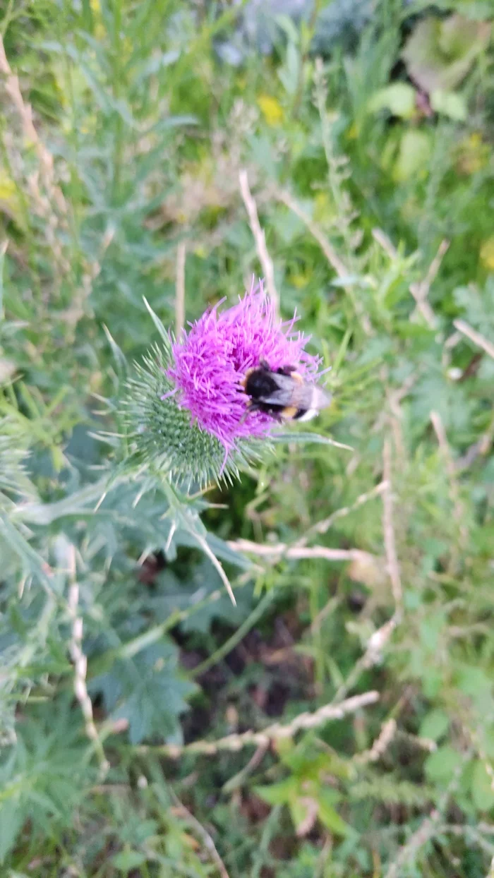 Just a bumblebee fell asleep - My, Photo on sneaker, Bumblebee, Nature, Mobile photography, Longpost