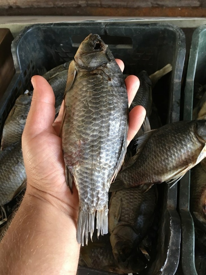 Нужен карась, очень нужен