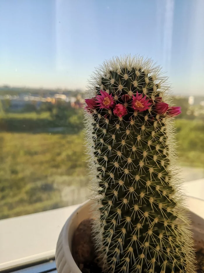 Pearly papules - My, The photo, Summer, Cactus, Flowers