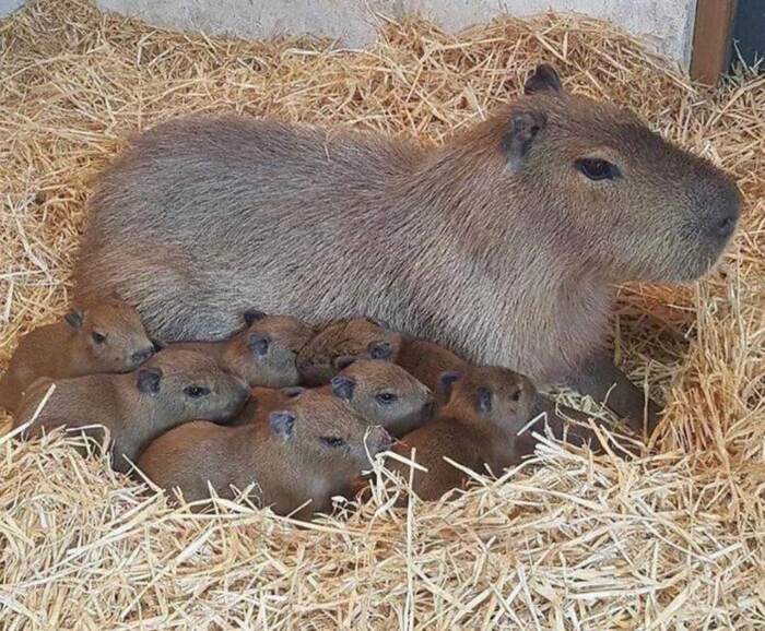 Capybara with capybaras - Capybara, Rodents, Lot, Young, Wild animals, The photo