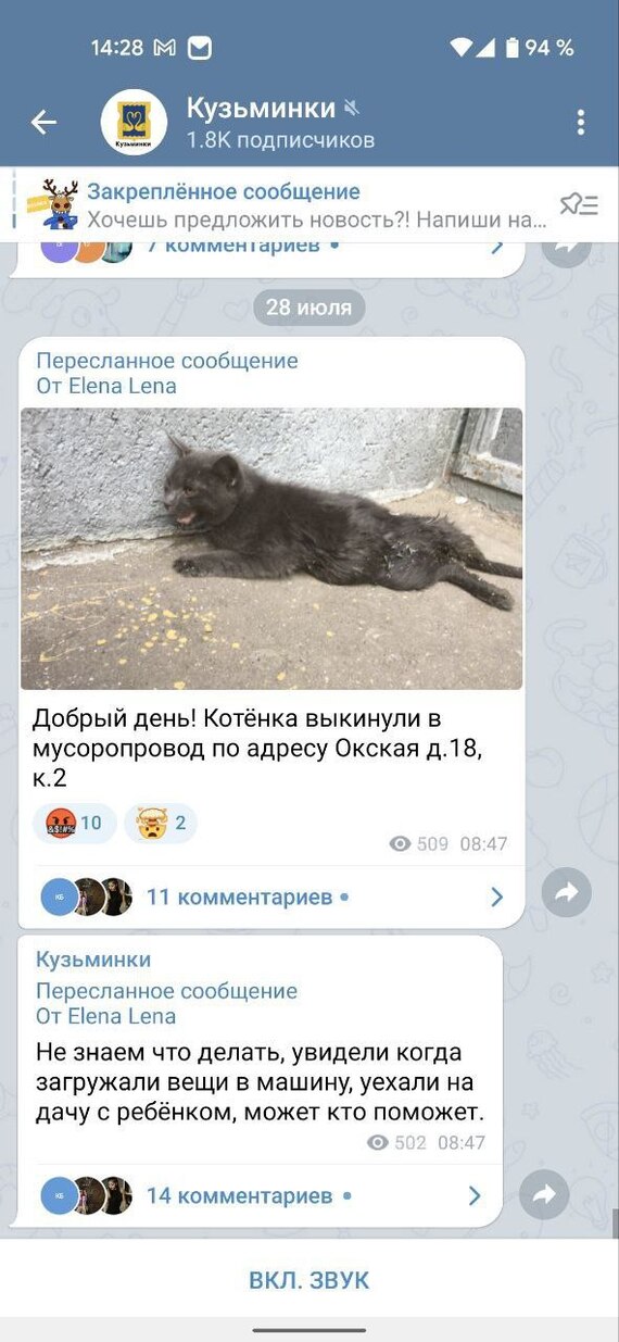 The kitten was thrown into the garbage chute of a high-rise building, help is needed - My, Moscow, Homeless animals, Animals, Helping animals, Animal Rescue, Injury, cat, Vertical video, No rating, Video, Soundless, Longpost, In good hands