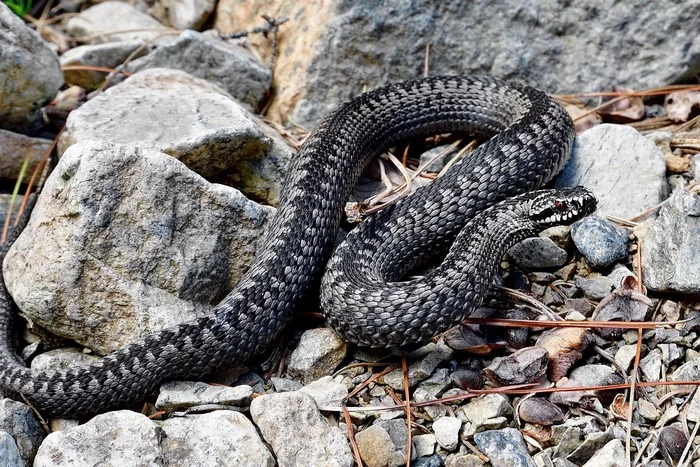 Hissing common viper - Around the world, Ecology, Eco-city, Nature, Video, Youtube, Shushensky Bor, Krasnoyarsk region, Vipers, Snake