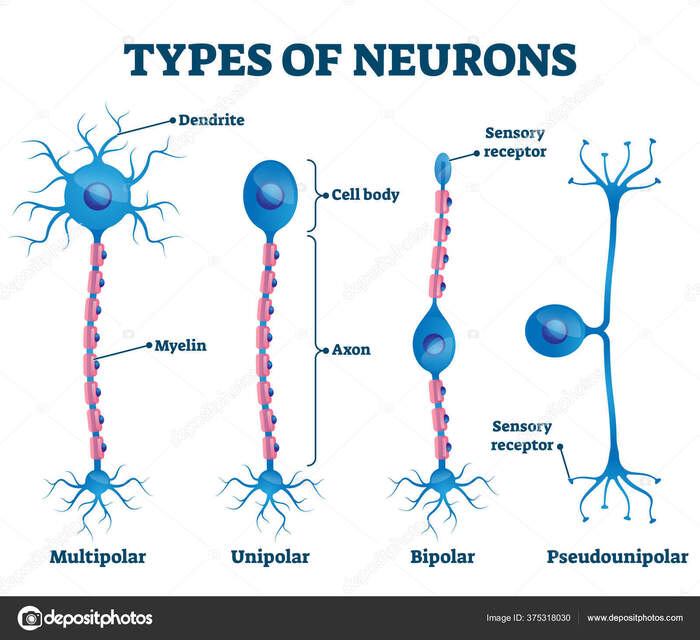 Как я нейроны паял Техника, Электроника, Нейроны, Нейронные сети, Нейробиология, Искусственный интеллект, Робот, Робототехника, Машинное обучение, Мозг, Схемотехника, Видео, Длиннопост