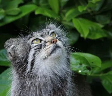 manul - Pet the cat, Pallas' cat, Small cats, Cat family, Predatory animals, Wild animals, The photo