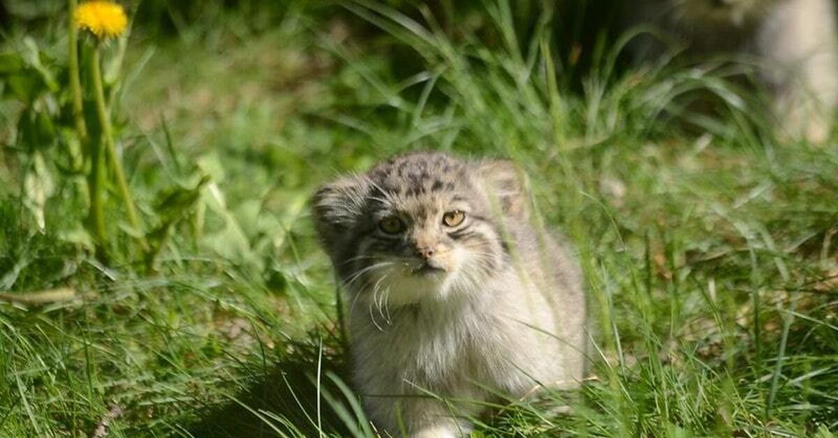 Кот манул. Дикий кот Манул котята. Кот Манул с котятами. Кот Манул фото.