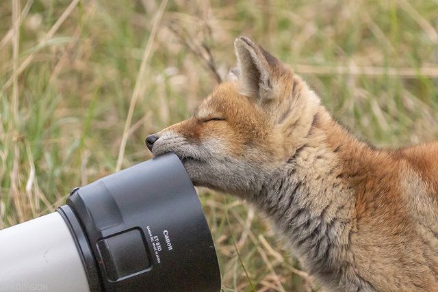 The bird didn't fly - Fox, Canines, Predatory animals, Mammals, Animals, Wild animals, wildlife, Nature, The photo, Camera, Kus