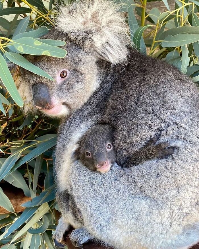 hid - Koala, Marsupials, Mammals, Animals, Wild animals, Zoo, Australia, The photo, Young