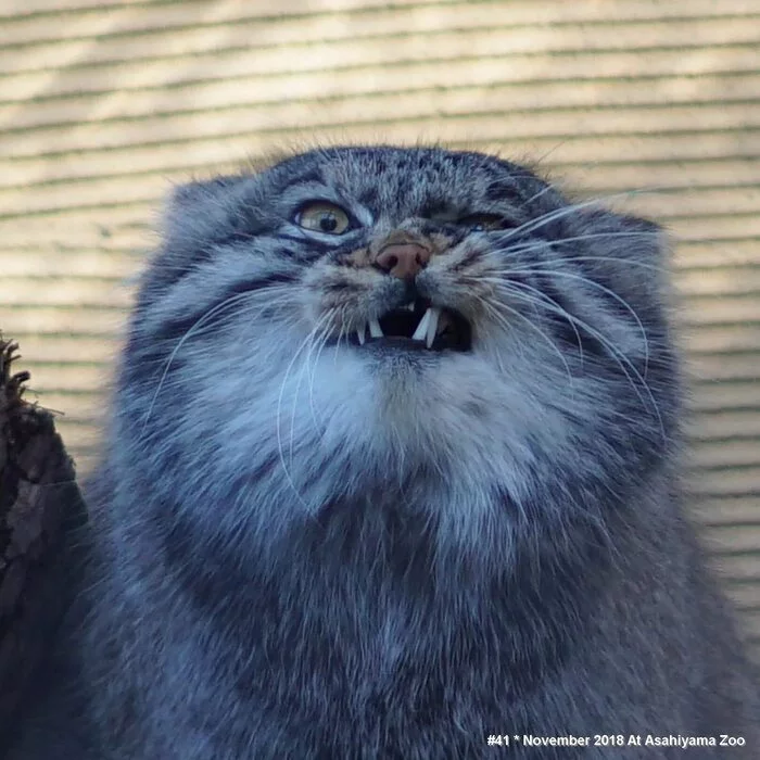 manul - Pet the cat, Pallas' cat, Small cats, Cat family, Predatory animals, Wild animals, The photo