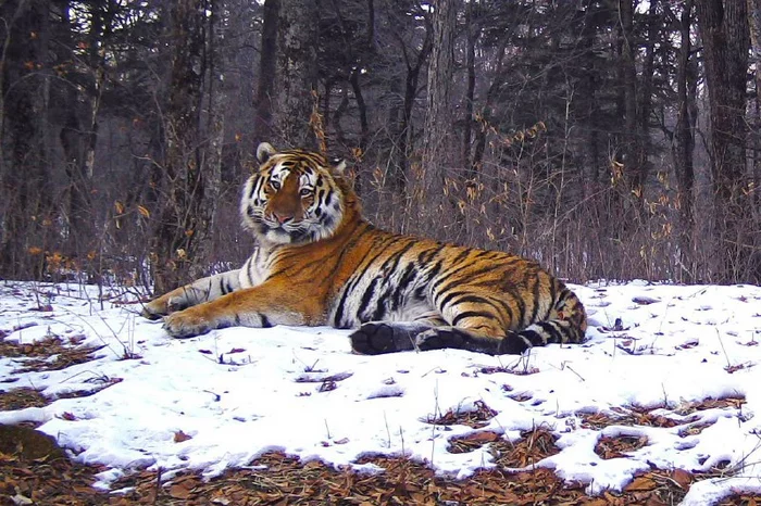 Posh! - Amur tiger, Giant, National park, Land of the Leopard, Primorsky Krai, Tiger, Big cats, Cat family, Predatory animals, Wild animals, The photo, wildlife, beauty of nature, Phototrap, Longpost