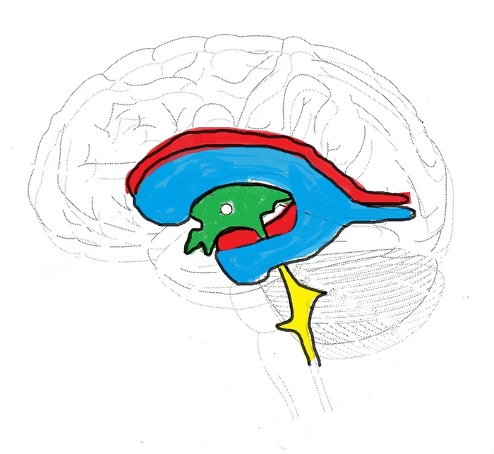 Anatomy in 1 minute. Ventricles of the brain - My, The medicine, The science, Brain, Nauchpop, Self-development, Information