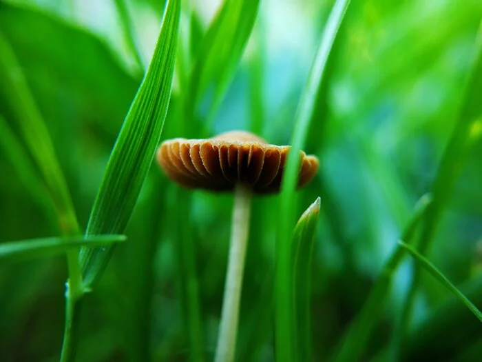 Mushroom - My, Mushrooms, Nature, Macro photography