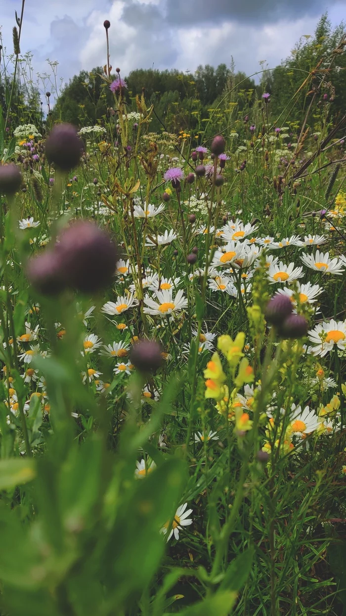 The smell of summer - My, Mobile photography, Flowers, Chamomile, Field, Summer, The photo, Smell