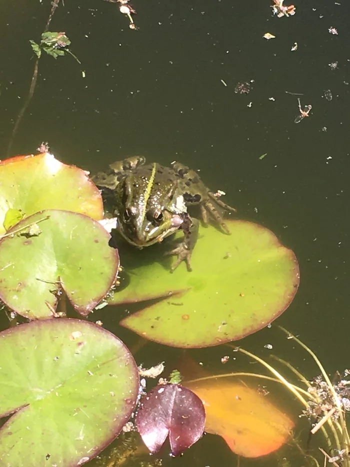 Princess Frog - My, Frogs, Water lily, Summer, Dacha, Mobile photography, Photo on sneaker