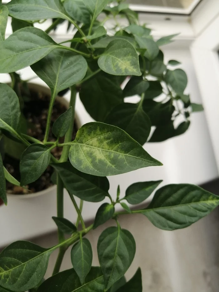 Need advice - Pepper, Hot peppers, Need advice, Pepper farming, Longpost