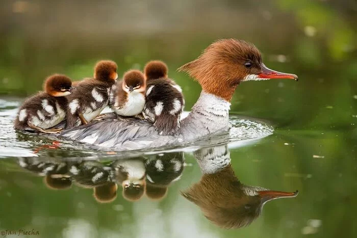 What a comfortable boat - The photo, Birds, Duck, Ducklings, Milota, Chomga, Chick, Merganser