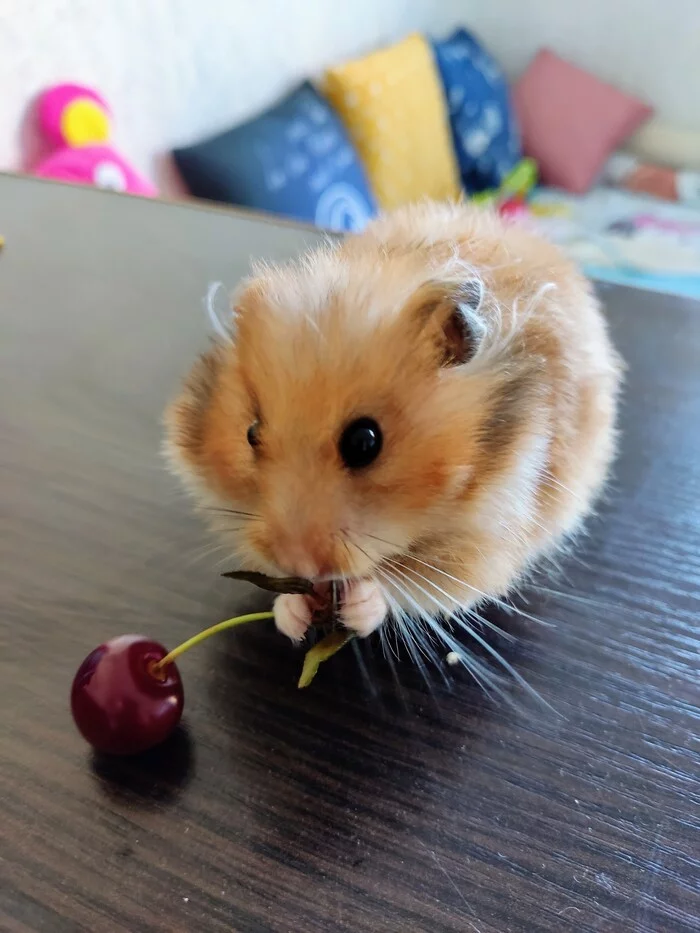 Hamster and cherry - My, Hamster, Milota, Cherry