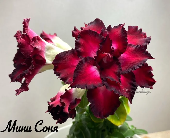 Mini adenium - My, Adenium, Flowers, Houseplants, Plants