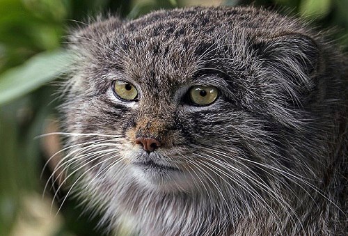 Manul - Pet the cat, Pallas' cat, Small cats, Cat family, Predatory animals, Wild animals, The photo