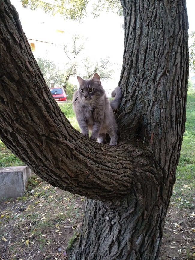 I say goodbye to you, Bufer! - My, cat, Tashkent, The photo, Parting, Love, Longpost, Death, Obituary, Pets