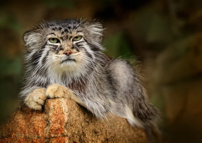 Manul - Pet the cat, Pallas' cat, Small cats, Cat family, Predatory animals, Wild animals, The photo