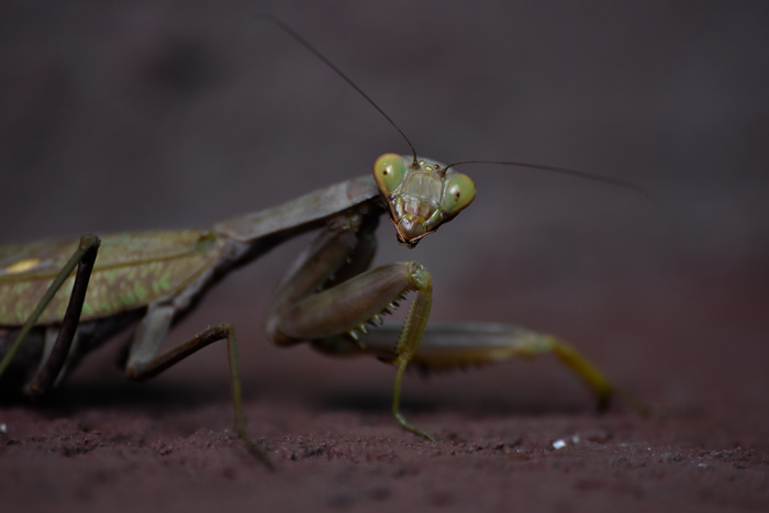 ) , Nikon, , 