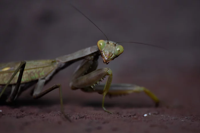 Mantis) - My, Macro photography, Nikon, Mantis, Insects