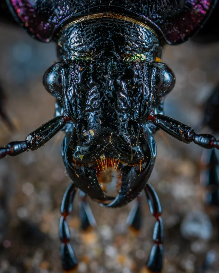 Black eyes - I remember, I'm dying. Black eyes, I only dream of you. - Жуки, Carabus, Insects, Stroking, Mood, Macro photography