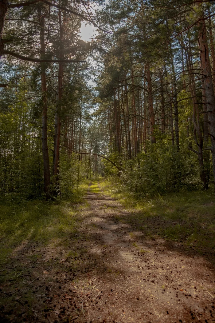 I so want... - My, The photo, Forest, Summer, Nature, Ulyanovsk region