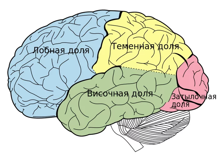 Anatomy in 1 minute. Large hemispheres of the brain - My, The science, Brain, The medicine, Anatomy, Gray matter, Information, Nauchpop, Self-development