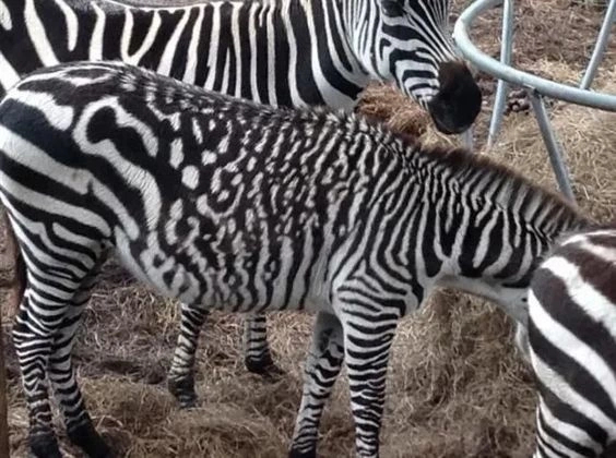 Apparently the leopard that caught his mother wasn't very hungry. - zebra, Color, Wild animals