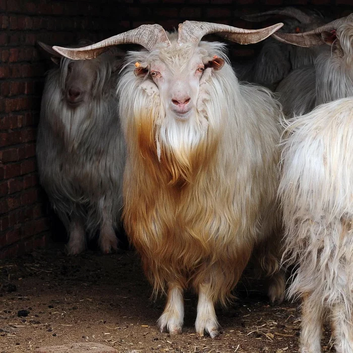 Cashmere downy goats: Why is the legendary cashmere so expensive? But these goats give even more elite fabric - Goat, Cashmere, Animal book, Yandex Zen, Longpost, Artiodactyls, Animals