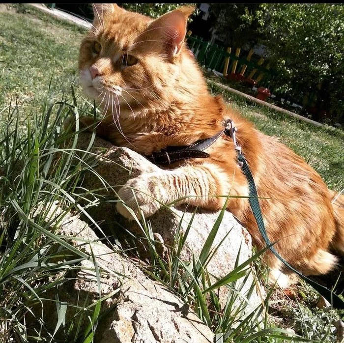 #maincoon #stone#walk - My, Maine Coon, Redheads, Walk, A rock, Longpost, cat