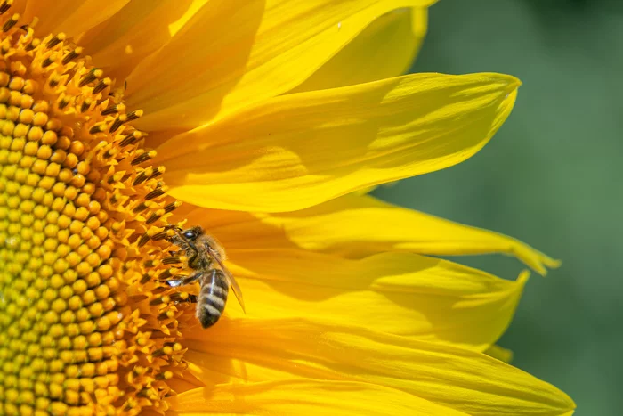 macro photo - My, The photo, Photographer, Nikon, Observation, Macro photography, Nature, Insects, Longpost