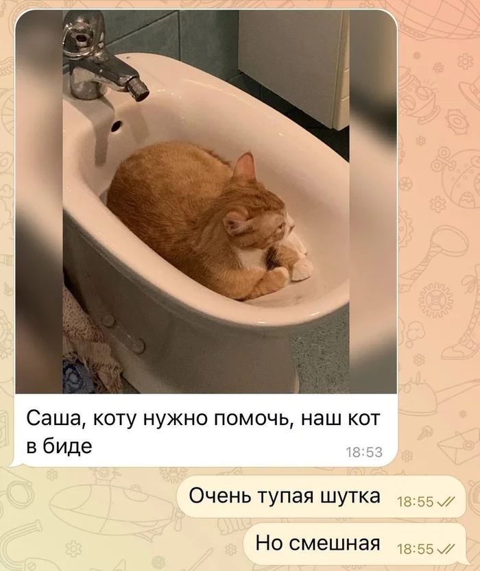 Help - Picture with text, cat, Bidet, Correspondence
