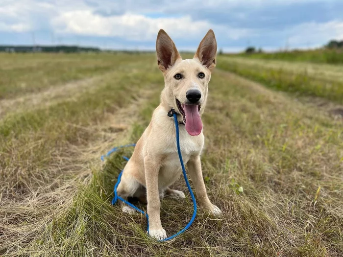 Return to shelter after 4 months - Dog, Chelyabinsk