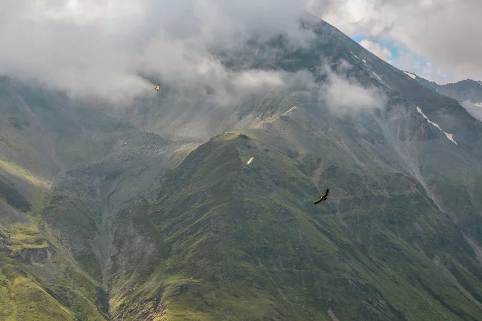 griffon vultures - My, Elbrus, The mountains, The photo, Tourism, Mountain tourism, Hike, Birds, White-headed vulture, Longpost